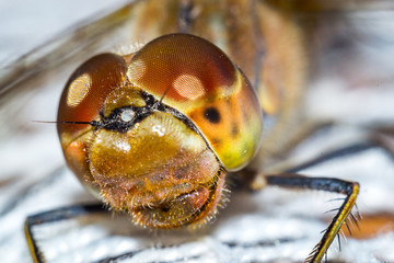 Head of dragonfly