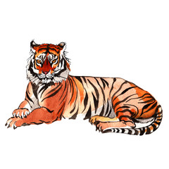 Exotic tiger wild animal in a watercolor style isolated. Full name of the animal: tiger. Aquarelle wild animal for background, texture, wrapper pattern or tattoo.