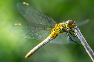 dragonfly on a grass background