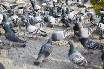 Naklejka premium Columba livia f. Urbana. City pigeons that can carry dangerous diseases. Wild pigeons in an urban landscape. 