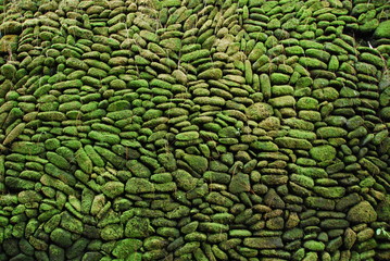 Vieux mur de pierres recouvert de mousse