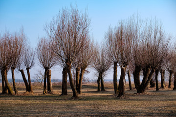Weidenbäume im Winter