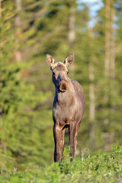 young moose 