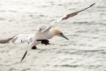 Juveniler Basstölpel (Morus bassanus oder Sula bassana) fliegt über dem Meer, Basstölpel-Kolonie...