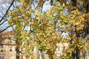 Oak leaves will turn yellow on the branches of the tree. Colorful autumn. 