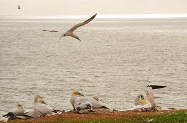 Basstölpel (Morus bassanus oder Sula bassana), Kolonie auf Lummenfelsen der Insel Helgoland,...