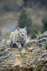 Lynx Coming over hill in the snow