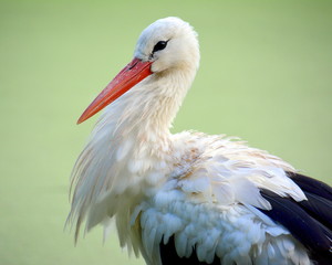 Storch