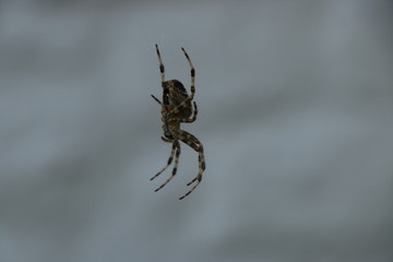 Araignée