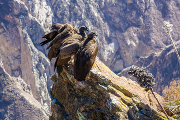 Three Condors at Colca canyon sitting,Peru,South America. This is a condor the biggest flying bird...