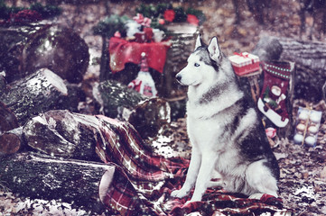 cute siberian husky with christmas wreath on neck sitting on a red blanket. christmas decor on backgound. snow.