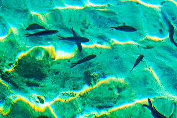 Fototapeta na wymiar seafloor with fish