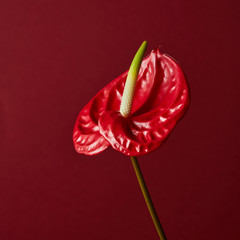 red flower on red background © artjazz