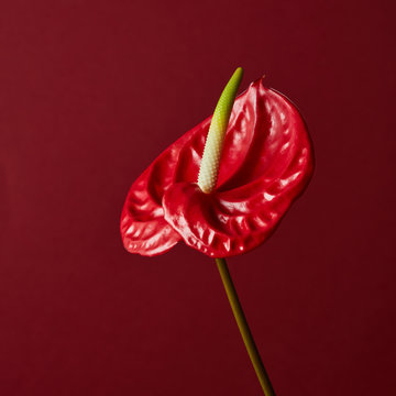 red flower on red background