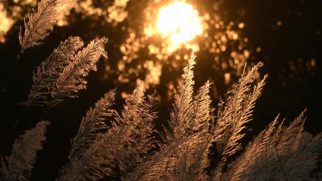 White grass flowers and sunset.