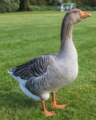 Kasteel Ruurlo, Gans staat op wacht