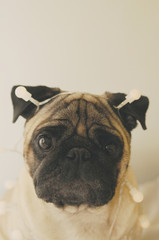 Funny pug dog in the party garland