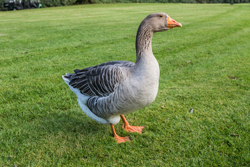 Kasteel Ruurlo, Gans staat op wacht