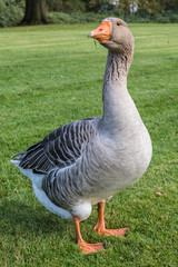 Kasteel Ruurlo, Gans staat op wacht