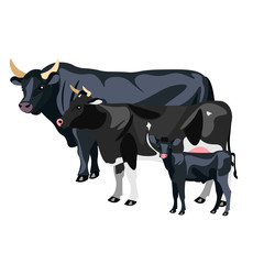 Cow Calf and Bull isolated