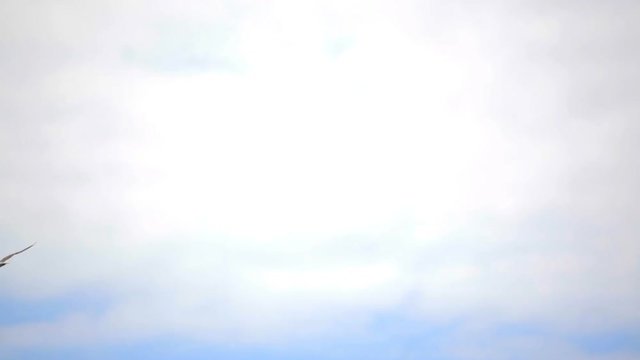 Little bird pecking crumbs. Concept of environmental protection