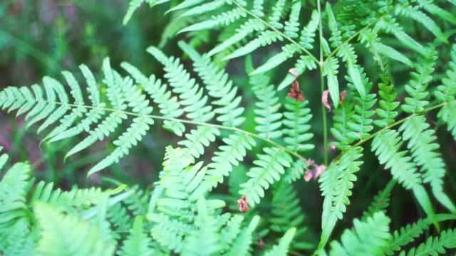 Big old lush fern growing in overgrown lush wild jungle.