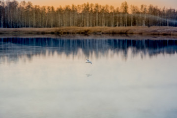 Obraz na płótnie Canvas Seagull over the lake
