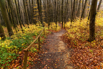 path in the autumn forest, wooden steps in the autumn forest, Pathway through the autumn forest