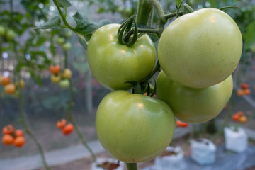 Closeup tomato In the garden