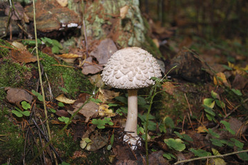 Coprinus comatus, the shaggy ink cap, lawyer's wig, or shaggy mane, is a common fungus growing on lawn. It will turn black and dissolve itself in matter of hours after being picked.