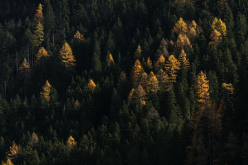 View of pine forest during autumn