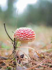 Fliegenpilz im Herbst