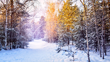 Winter forest frost evening sunset fir tree of pine fir-tree and birch