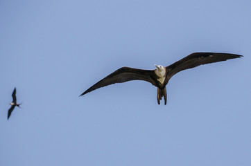 Magnificent Frigatebird soaring in the sky