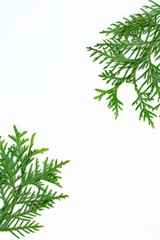 Green branches isolated