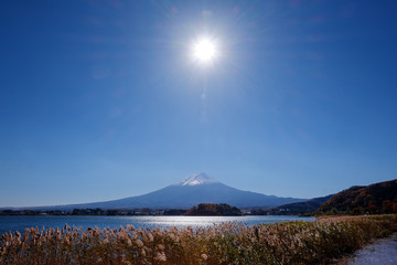 Fototapeta premium 世界遺産 富士山の秋