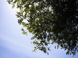 タイの木漏れ日