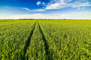 Green wheat field