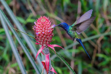 Swallow-tailed Hummingbird feeding on a pineapple inflorescence