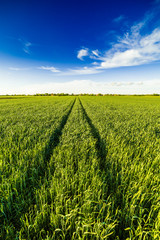 Green wheat field