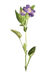 Flower of viola