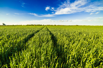 Green wheat field