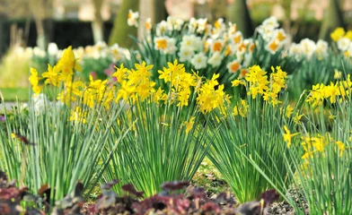 Papier peint photo autocollant rond Narcisse beautiful daffogils in flowers bed in garden 