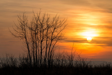 Fototapeta na wymiar Beautiful sunset landscape with tree