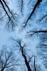 Looking up at the oak trees in winter