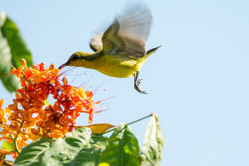 A small olive bird in flight, trying to sit on a branch