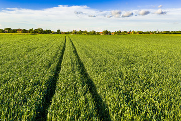 Green wheat field