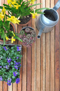 spring flowers in pots on wooden pation
