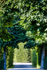 Scenic forest path among green trees. Scenic park pathway surrounded by trees, sunny day.