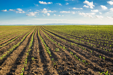 Green corn maize field in early stage